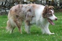 Click for large image