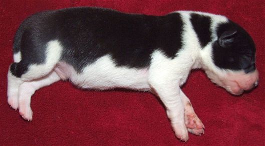 Click for large image