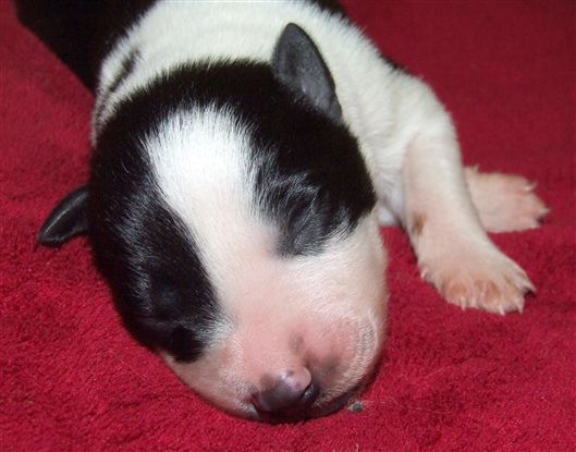 Click for large image