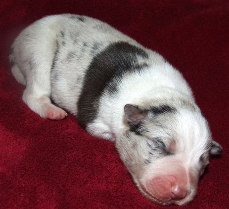 Click for large image