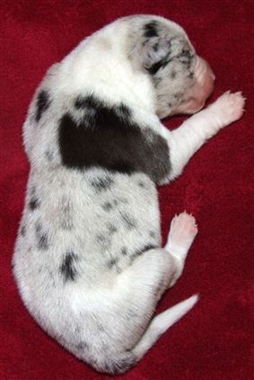 Click for large image