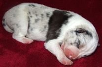 Click for large image