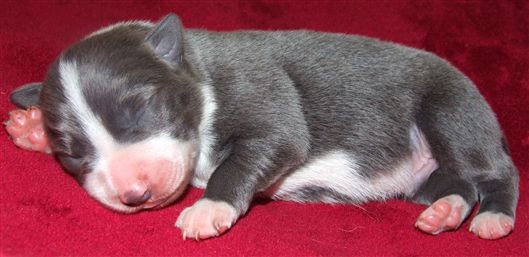 Click for large image