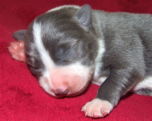 Click for large image