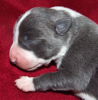 Click for large image