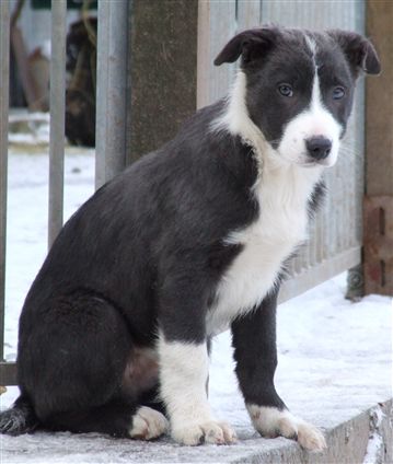 Click for large image