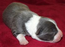 Click for large image