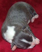 Click for large image