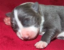 Click for large image