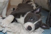 Click for large image