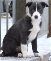 Click for large image