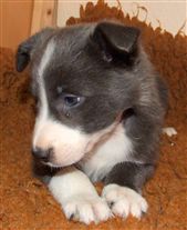 Click for large image