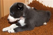 Click for large image