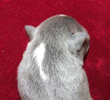 Click for large image