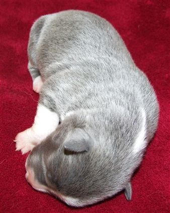 Click for large image