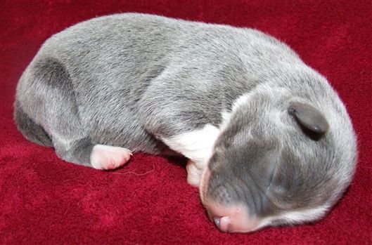 Click for large image