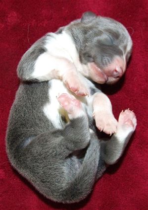 Click for large image