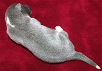 Click for large image