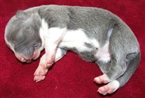 Click for large image