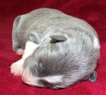 Click for large image