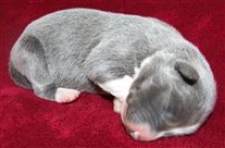 Click for large image