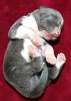 Click for large image