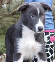 Click for large image