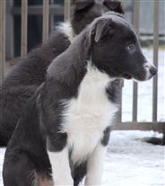 Click for large image