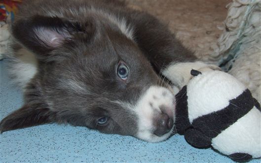 Click for large image