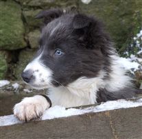 Click for large image