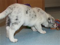 Click for large image