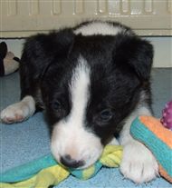 Click for large image