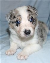 Click for large image