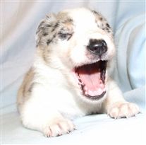 Click for large image