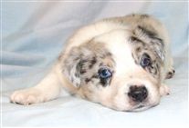 Click for large image