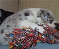 Click for large image