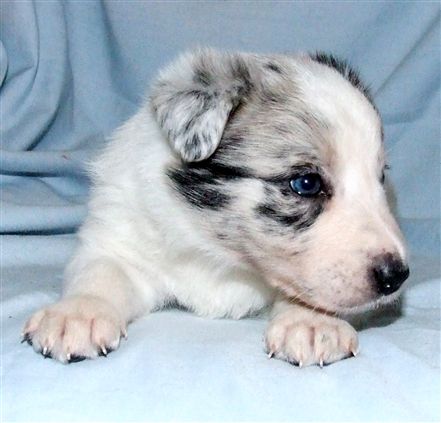 Click for large image