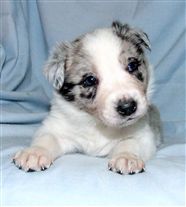 Click for large image