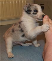 Click for large image