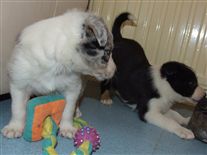 Click for large image