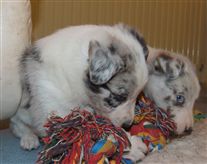 Click for large image