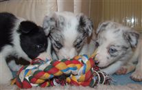 Click for large image