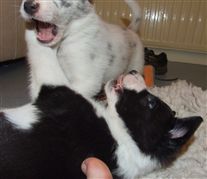 Click for large image