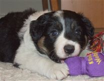 Click for large image