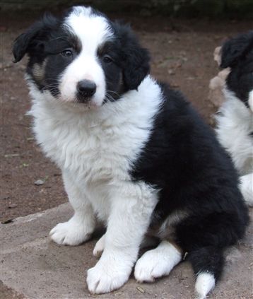 Click for large image