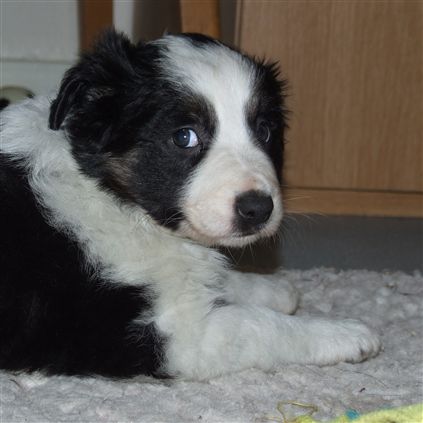 Click for large image