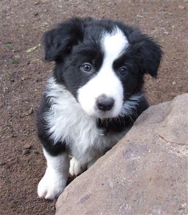 Click for large image