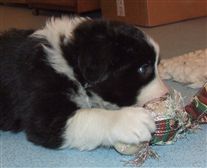 Click for large image