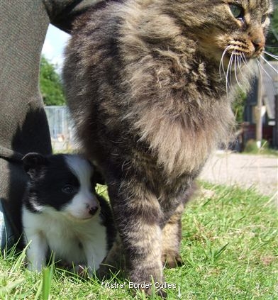 Click for large image