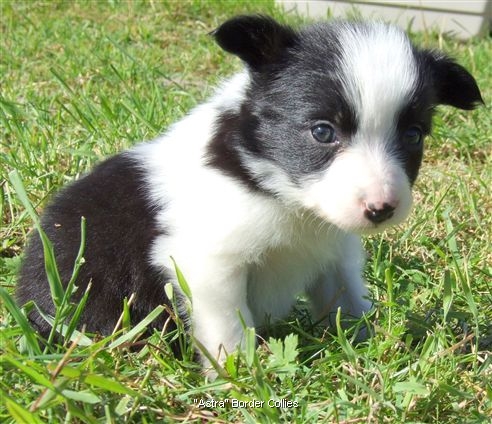 Click for large image